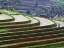guida bali, guida bali faidate, italiano guida a bali, pacchetto tour a bali